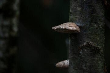 Tree mushroom with black background
