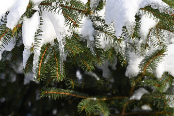 Melting snow in spring, a formed icicle on a coniferous tree.