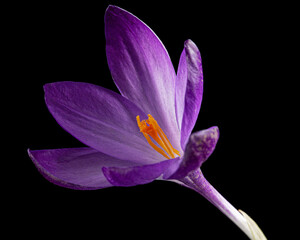 Violet flower of crocus, isolated on black background