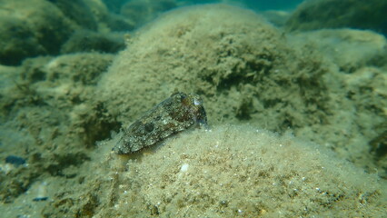Common cuttlefish or European common cuttlefish (Sepia officinalis) undersea, Aegean Sea, Greece, Halkidiki