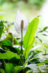 Spathiphyllum. White Calla, a flower close-up in summer in daylight.