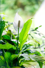 Spathiphyllum. White Calla, a flower close-up in summer in daylight.