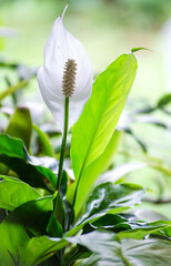 Spathiphyllum. White Calla, a flower close-up in summer in daylight.