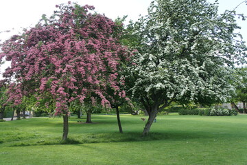 Park Spring Frühling