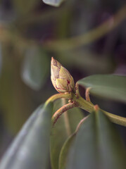 Rhododendron bud in winter on blurry background