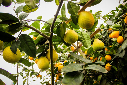 lemonarium - nursery, grow and bear fruit lemons, greenhouses