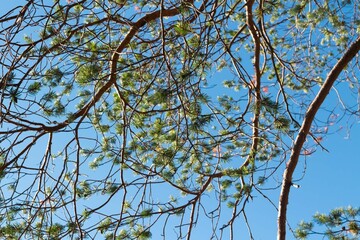 View of the blue sky through pine branches on summer
