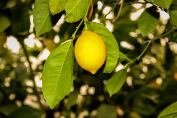 lemonarium - nursery, grow and bear fruit lemons, greenhouses