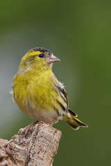 Jilguero lúgano macho (Spinus spinus)
