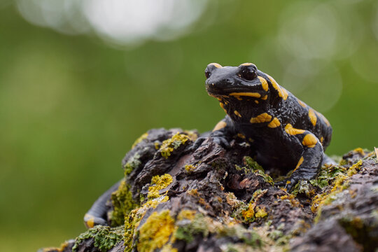 Salamandra penib&eacute;tica (Salamandra longirostris)