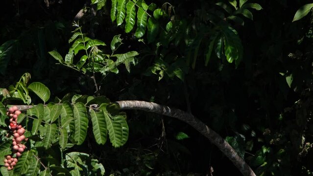 Branch exposed to the morning warm sunlight with leaves and fruits used as a perch by some birds in Khao Yai National Park, Thailand.