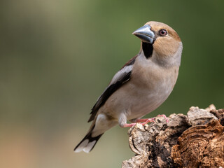Obraz premium Hembra de picogordo Coccothraustes coccothraustes