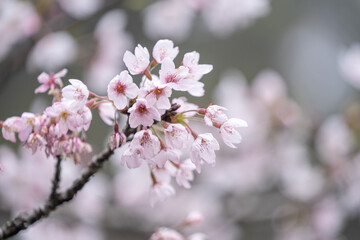 Beautiful Yoshino Sakura Cherry Blossom is blooming with sprout in Alishan National Forest Recreation Area in Taiwan.