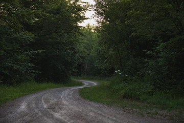 Forestry Road Forest Path in the Woods