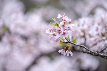 Beautiful Yoshino Sakura Cherry Blossom is blooming with sprout in Alishan National Forest Recreation Area in Taiwan.