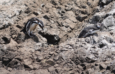 Magellanic penguins on the coast of the island of Chiloe, Chile