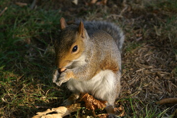 Naklejka na ściany i meble Ein Eichhörnchen isst eine Nuss.