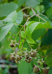Green raspberry in the garden