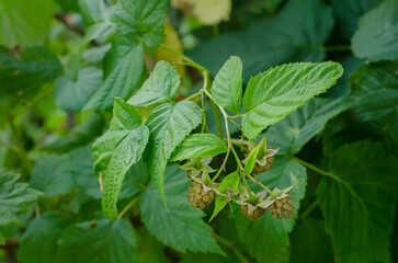 Branch of green raspberry with leaves