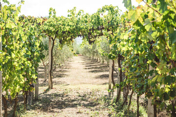 Fototapeta na wymiar vineyard in Albania