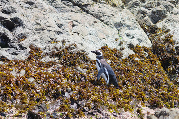 Magellanic penguin on the coast of the island of Chiloe, Chile