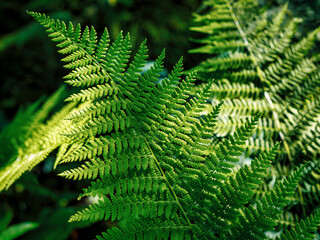 Common polypody polypodium vulgare . Dark green fern fronds. Botanical foliage texture background. Fresh green fern leaves