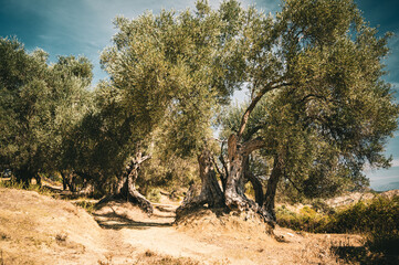 an old olive tree in Albania