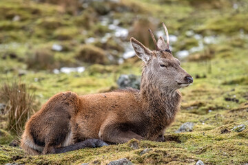 Red deer juvenile stag sitting close up on moorland in Scotland