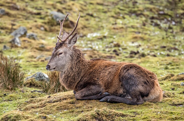 Red deer juvenile stag sitting close up on moorland in Scotland