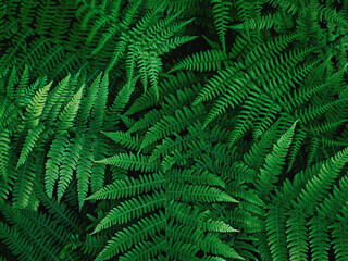 Common polypody polypodium vulgare . Dark green fern fronds. Botanical foliage texture background....