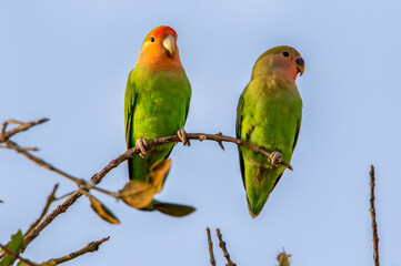 Fototapeta na wymiar Rosy-faced Lovebirds in Namibia