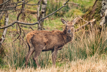 Red deer juvenile stag close up on moorland in Scotland