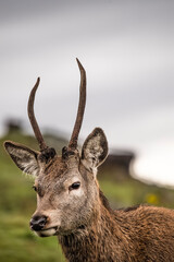 Red deer juvenile stag close up on moorland in Scotland