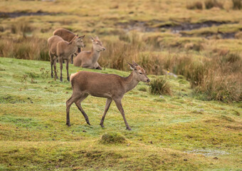 Naklejka na ściany i meble Red deer close up on moorland in Scotland