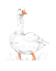 Obraz premium Goose isolated on white background