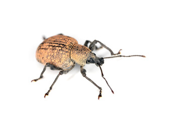 Beetle of Otiorhynchus (sometimes Otiorrhynchus) isolated on white background. Many of them e.i. black vine weevil -O. sulcatus or strawberry root weevil -O. ovatus are important pests.