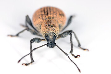 Beetle of Otiorhynchus (sometimes Otiorrhynchus). Many of them e.i. black vine weevil -O. sulcatus or strawberry root weevil -O. ovatus are important pests.