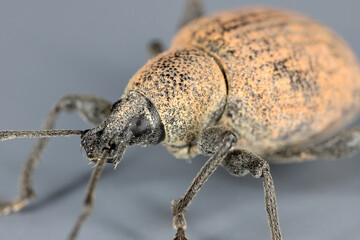 Beetle of Otiorhynchus (sometimes Otiorrhynchus) on grey background. Many of them e.i. black vine weevil -O. sulcatus or strawberry root weevil -O. ovatus are important pests.