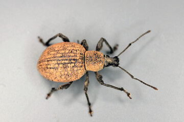 Beetle of Otiorhynchus (sometimes Otiorrhynchus) on grey background. Many of them e.i. black vine...