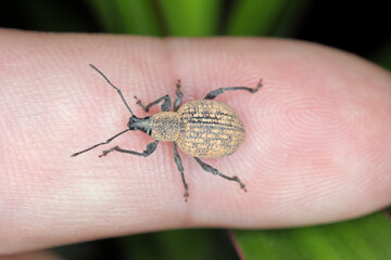 Beetle of Otiorhynchus (sometimes Otiorrhynchus) on the finger. Many of them e.i. black vine weevil -O. sulcatus or strawberry root weevil -O. ovatus are important pests.