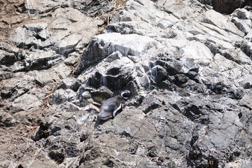 Magellanic penguin on the coast of the island of Chiloe, Chile