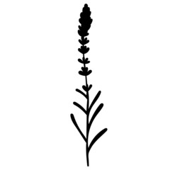 plant lavender silhouette, on white background, vector, isolated