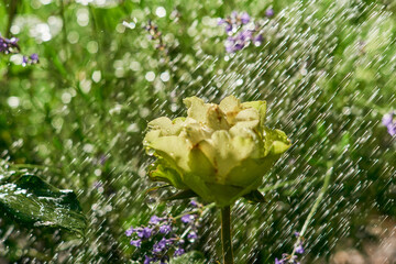 Rain on the flowers