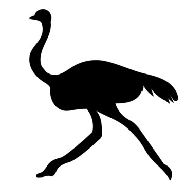 recommend clip art: ostrich silhouette, on white background, vector, isolated