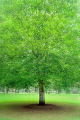 Fototapeta na wymiar arbre à Lusigny-surOuche en multi exposition 