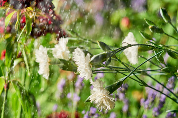 Rain on the flowers