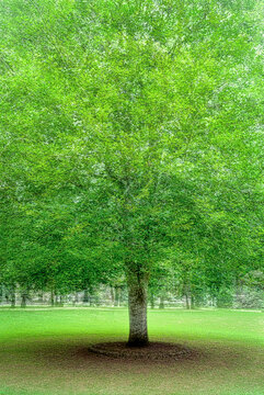 arbre &agrave; Lusigny-surOuche en multi exposition 
