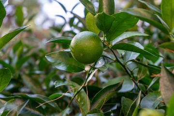 Tangerine tree with green fruit close-up