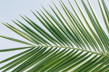 Green palm leaf against blue sky - natural tropical background with copy space. Summer style backdrop