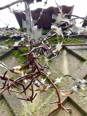 wall of a large fence with green moss and barbed wire
